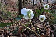 92 Ellebori in fiore